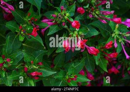 Rosso quattro o'clock fiore (Mirabilis Jalapa) macro colpo. Mirabilis jalapa, il miracolo del Perù o un fiore di orologio a quattro, è il più comune ornamentale Foto Stock