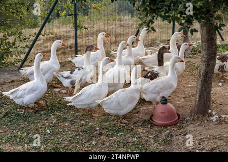 Alcune oche in un luogo vicino al giardino della casa rurale Mas Postius, a Muntanyola (Osona, Barcellona, Catalogna, Spagna) Foto Stock