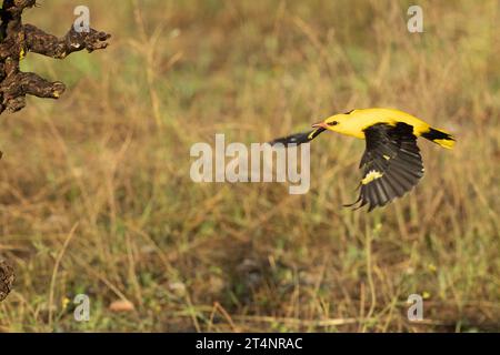 Uomo Golden oriole che vola in una giornata primaverile in una foresta lungo il fiume alla prima luce Foto Stock