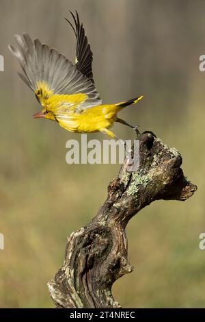 Golden oriole femmina in volo in un pomeriggio primaverile piovoso in una foresta lungo il fiume con l'ultima luce della giornata Foto Stock