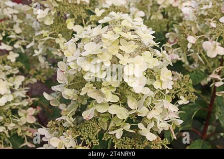 Hydrangea Paniculata 'Savill Lace' Foto Stock