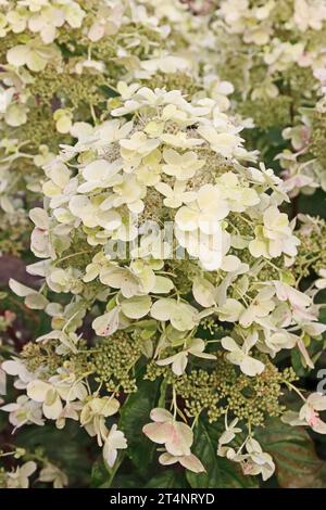 Hydrangea Paniculata 'Savill Lace' Foto Stock