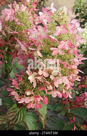 Idrangea Paniculata 'Ruby' Foto Stock