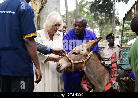 La Regina Camilla incontra un asino durante una visita al Brooke Donkey Sanctuary a Nairobi per ascoltare come l'organizzazione benefica sta lavorando con la Kenya Society for the Protection and Care of Animals per salvare gli asini a rischio e promuoverne il benessere, il secondo giorno della visita di stato in Kenya. Data foto: Mercoledì 1 novembre 2023. Foto Stock