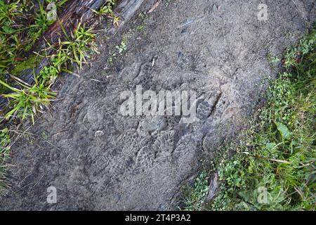 Segnare i piedi sul sentiero della giungla. Stampe di scarpe su ghiaia bagnata o fango nelle zone di montagna all'aperto Foto Stock