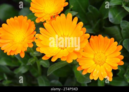 Fiore e foglia di Calendula , sfondo verde naturale. Fiore di Calendula il giorno d'estate. Closeup erbe medicinali di fiori per tè o olio Foto Stock