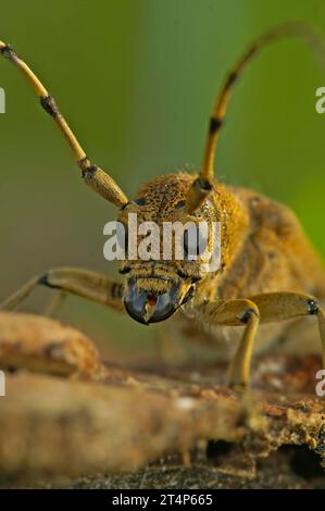 Primo piano frontale facciale naturale sul grande coleottero europeo di pioppo Borro longhorn, carcarcarcarcarcarcias Saperda seduto su legno Foto Stock