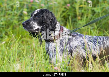 lo spaniel di cane da caccia bagnato si trova al guinzaglio nel boschetto dell'erba alta Foto Stock