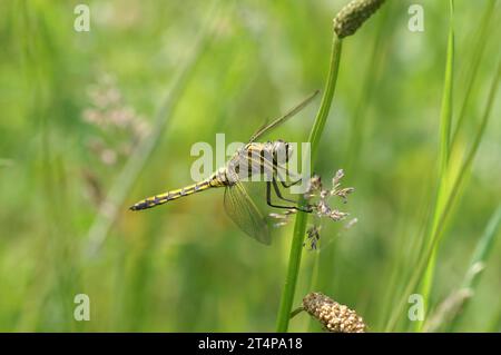 Primo piano naturale su uno skimmer comune europeo dalla coda nera di colore giallo, Orthetrum cancellatum, nascosto nell'erba Foto Stock