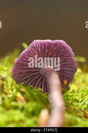 Amethyst Deceiver: Laccaria amethystina. Surrey, Regno Unito Foto Stock