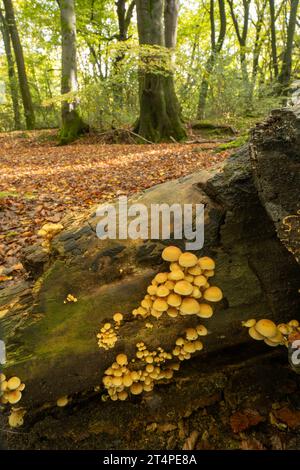 Funghi di tufuro di zolfo: Hypholoma fasciculare. Surrey, Regno Unito Foto Stock