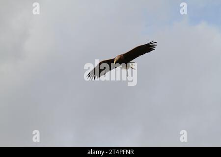 Giornata all'esterno dello zoo di beauval in uno spettacolo di uccelli volanti con una voliera con un'aquila grigia del cielo blu falco raptor uccelli predatori acrilici Foto Stock