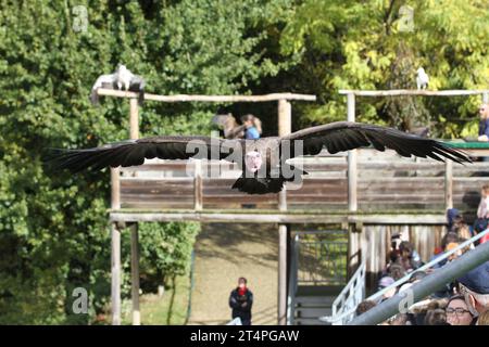 Giornata all'esterno dello zoo di beauval in uno spettacolo di uccelli volanti con una carovana blu-grigia avvoltoio Gyps fulvus Foto Stock