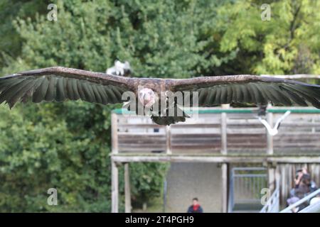 Giornata all'esterno dello zoo di beauval in uno spettacolo di uccelli volanti con una carovana blu-grigia avvoltoio Gyps fulvus Foto Stock