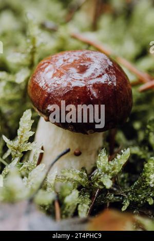 Primo piano del fungo Boletus che cresce sul campo Foto Stock