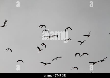 Allo zoo esterno di un giorno, spettacolo di uccelli cicogne che volano in volo nel cielo grigio azzurro del posatoio solo all'orizzonte di un ramo che infastidisce un avvoltoio Ciconia Foto Stock