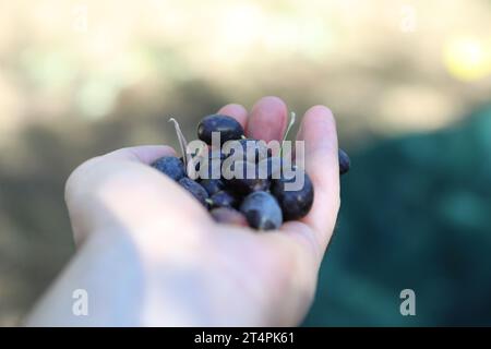 Le mani che mostrano olive mature pronte per essere pressate per fare l'olio in Italia Foto Stock