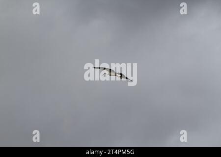 Allo zoo esterno di un giorno, spettacolo di uccelli cicogne che volano in volo nel cielo grigio azzurro del posatoio solo all'orizzonte di un ramo che infastidisce un avvoltoio Ciconia Foto Stock