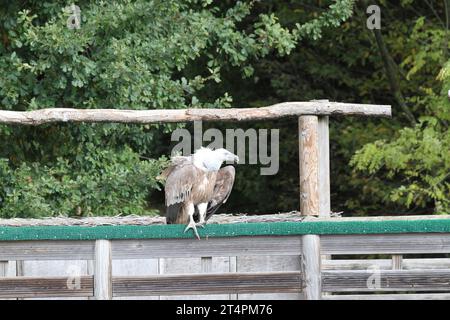 Giornata all'esterno dello zoo di beauval in uno spettacolo di uccelli volanti con una carovana blu-grigia avvoltoio Gyps fulvus Foto Stock