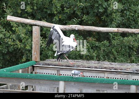 Allo zoo esterno di un giorno, spettacolo di uccelli cicogne che volano in volo nel cielo grigio azzurro del posatoio solo all'orizzonte di un ramo che infastidisce un avvoltoio Ciconia Foto Stock