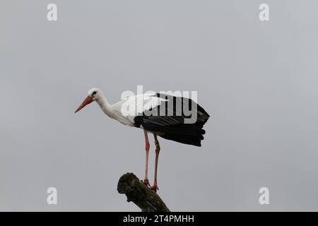 Allo zoo esterno di un giorno, spettacolo di uccelli cicogne che volano in volo nel cielo grigio azzurro del posatoio solo all'orizzonte di un ramo che infastidisce un avvoltoio Ciconia Foto Stock