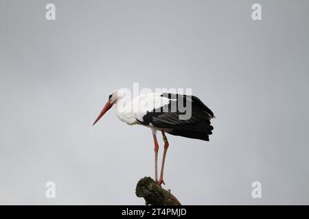 Allo zoo esterno di un giorno, spettacolo di uccelli cicogne che volano in volo nel cielo grigio azzurro del posatoio solo all'orizzonte di un ramo che infastidisce un avvoltoio Ciconia Foto Stock