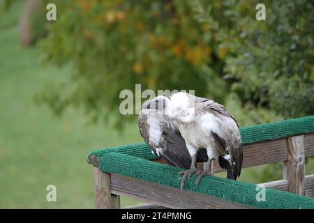 Giornata all'esterno dello zoo di beauval in uno spettacolo di uccelli volanti con una carovana blu-grigia avvoltoio Gyps fulvus Foto Stock