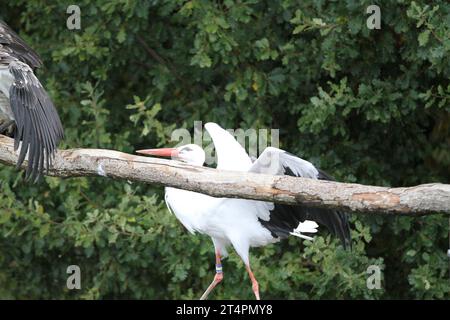 Allo zoo esterno di un giorno, spettacolo di uccelli cicogne che volano in volo nel cielo grigio azzurro del posatoio solo all'orizzonte di un ramo che infastidisce un avvoltoio Ciconia Foto Stock