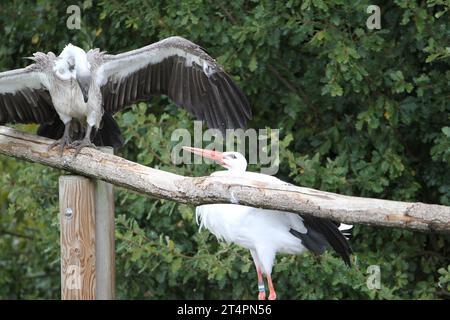 Allo zoo esterno di un giorno, spettacolo di uccelli cicogne che volano in volo nel cielo grigio azzurro del posatoio solo all'orizzonte di un ramo che infastidisce un avvoltoio Ciconia Foto Stock