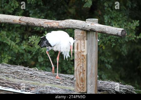 Allo zoo esterno di un giorno, spettacolo di uccelli cicogne che volano in volo nel cielo grigio azzurro del posatoio solo all'orizzonte di un ramo che infastidisce un avvoltoio Ciconia Foto Stock