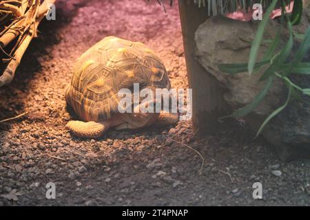 Giornata esterna allo zoo di Beauval in un recinto una grande tartaruga sotto una lampada di riscaldamento Testudinidae Foto Stock