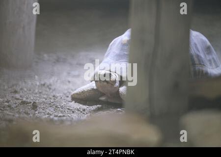 Giornata esterna allo zoo di Beauval in un recinto una grande tartaruga sotto una lampada di riscaldamento Testudinidae Foto Stock