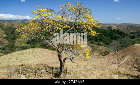 Un vibrante albero giallo si erge alto contro un paesaggio di lussureggianti montagne verdi a Jimenez, Costa Rica Foto Stock