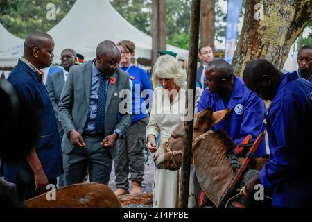 Nairobi, Kenya. 1 novembre 2023. La regina Camilla nutre un asino durante una visita al Brooke Donkey Sanctuary a Nairobi. La regina Camilla e il re Carlo III sono in Kenya per una visita di stato su invito del presidente William Ruto. Credito: SOPA Images Limited/Alamy Live News Foto Stock