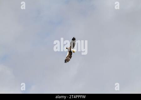 Giornata all'esterno dello zoo di beauval in uno spettacolo di uccelli volanti con una voliera con un'aquila grigia del cielo blu falco raptor uccelli predatori acrilici Foto Stock