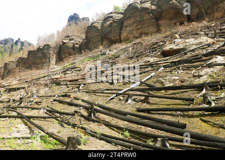 Un sito di ustioni dopo il grande incendio dello scorso anno nel Parco Nazionale della Svizzera Ceca, Hrensko, Repubblica Ceca, 5 luglio 2023. (Foto CTK/Jan Rychetsky) Foto Stock