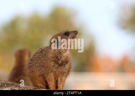 Giornata esterna allo zoo di Beauval in un recinto di meerkat che funge da sentinella di monitoraggio Suricata suricatta Foto Stock