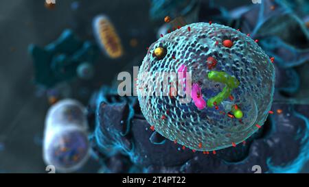 Organelle all'interno dell'eucariota, concentrarsi sul lisosoma - illustrazione 3d Foto Stock