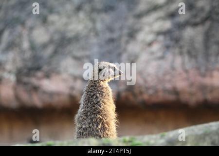 Giornata esterna allo zoo di Beauval in un recinto di meerkat che funge da sentinella di monitoraggio Suricata suricatta Foto Stock