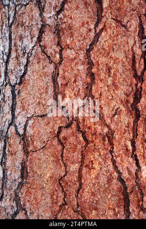 Corteccia di pino Ponderosa (Pinus ponderosa) lungo il Myrtle Creek Trail, Malheur National Forest, Oregon Foto Stock