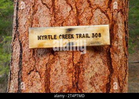 Pino Ponderosa (Pinus ponderosa) con indicazione del sentiero lungo il Myrtle Creek Trail, Malheur National Forest, Oregon Foto Stock