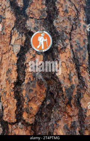 Pino Ponderosa (Pinus ponderosa) con segnaletica escursionistica lungo il Myrtle Creek Trail, Malheur National Forest, Oregon Foto Stock