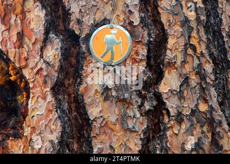 Pino Ponderosa (Pinus ponderosa) con segnaletica escursionistica lungo il Myrtle Creek Trail, Malheur National Forest, Oregon Foto Stock