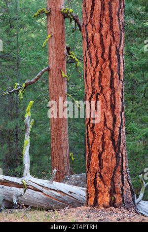 Pino Ponderosa (Pinus ponderosa) lungo il Myrtle Creek Trail, Malheur National Forest, Oregon Foto Stock