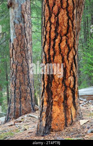 Pino Ponderosa (Pinus ponderosa) lungo il Myrtle Creek Trail, Malheur National Forest, Oregon Foto Stock