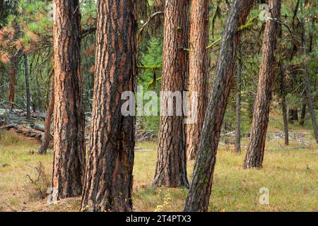 Pino Ponderosa (Pinus ponderosa) lungo il Myrtle Creek Trail, Malheur National Forest, Oregon Foto Stock