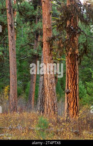 Pino Ponderosa (Pinus ponderosa) lungo il Myrtle Creek Trail, Malheur National Forest, Oregon Foto Stock