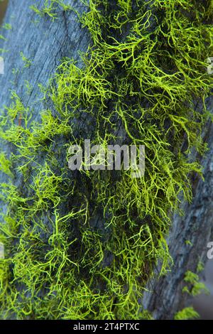 Wolf lichen lungo il Myrtle Creek Trail, Malheur National Forest, Oregon Foto Stock