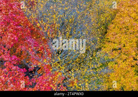 Briesen, Germania. 31 ottobre 2023. Alberi decidui colorati in autunno in una foresta (vista aerea con un drone). Credito: Patrick Pleul/dpa/Alamy Live News Foto Stock