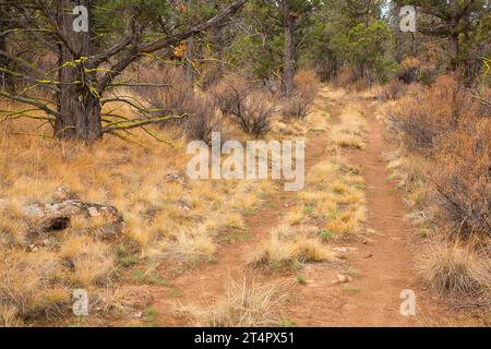 Santiam Wagon Road, Whychus Canyon Preserve, Oregon Foto Stock